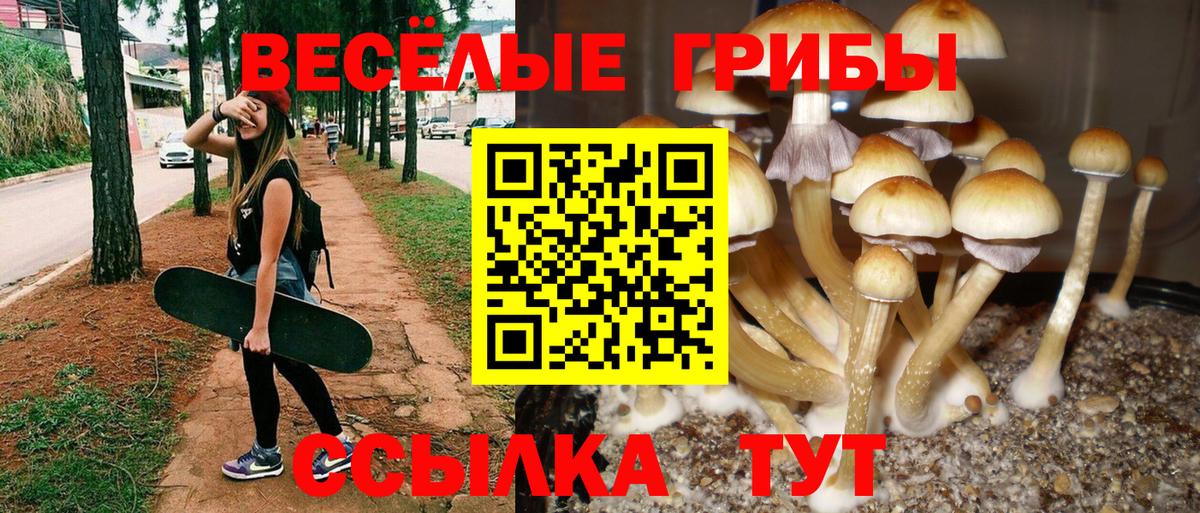 Галлюциногенные грибы Cubensis Новокубанск