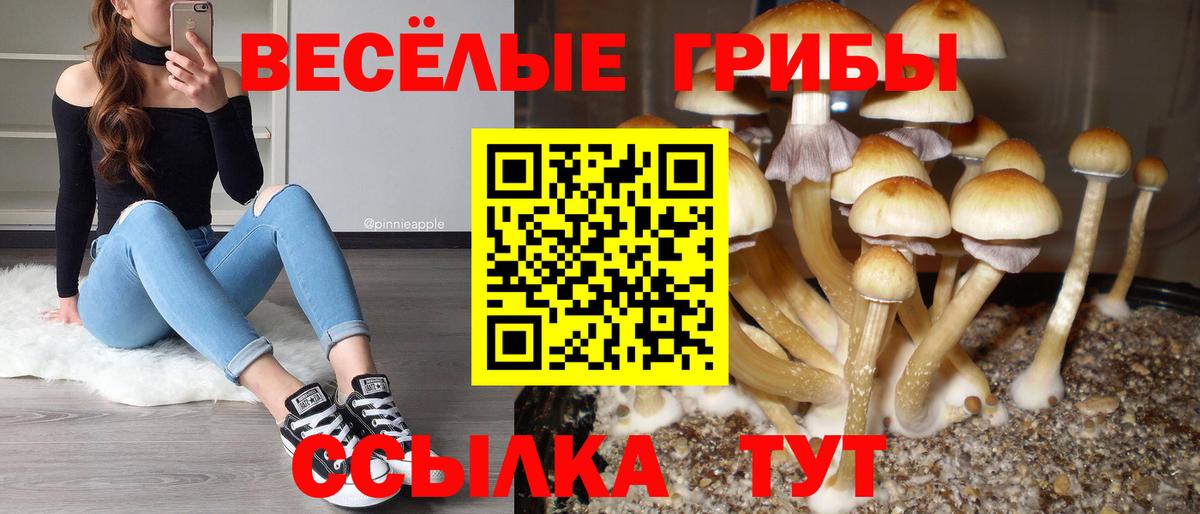 Новокубанск  Псилоцибиновые грибы Psilocybe  Вход с VPN 